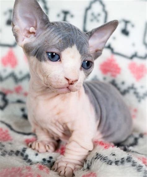 Its Common To Think That All Hairless Cats Are A Pink Color But The