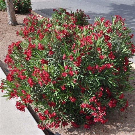 50 Scarlet Red Nerium Oleander Nerium Seedsn N N N Seed World