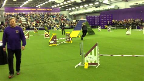 Bryce 2016 Westminster Kennel Club Agility Masters Championship