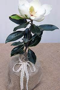 Sweetbay magnolia trees feature creamy white spring and summer flowers with a sweet, lemony fragrance and leaves that flutter in the slightest breeze to flash their silvery undersides. Seeds Of Life Baby Southern Magnolia Tree