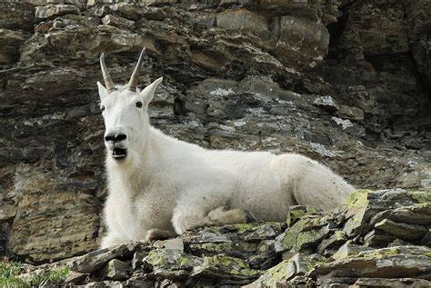 Male Mountain Goat Chilling Out