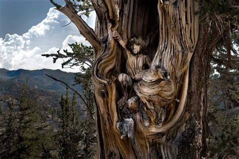 The Living Forest Tree People By Clark Vandergrift Captures Magic Of The Woods The