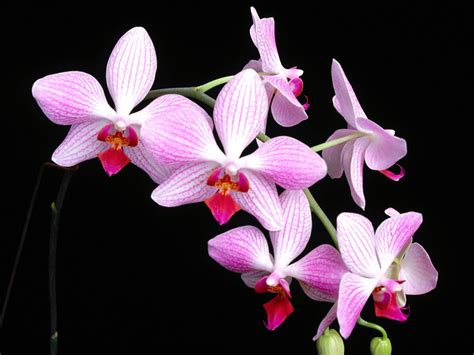 Fondos De Pantalla Orchidaceae Flores Descargar Imagenes