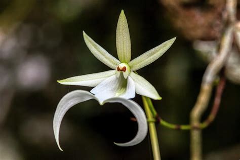 A Rare Ghost Orchid Grows Only Photograph By Larry Richardson Fine