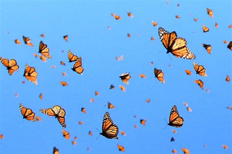 Aesthetic wallpaper blue butterfly black background. The Monarch Butterfly - ThingLink | Butterfly photos, Butterfly wallpaper, Twitter header aesthetic