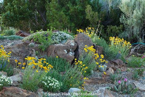 Rocks To Mimic Cliffs In David Salman New Mexico Xeric Rock Garden With