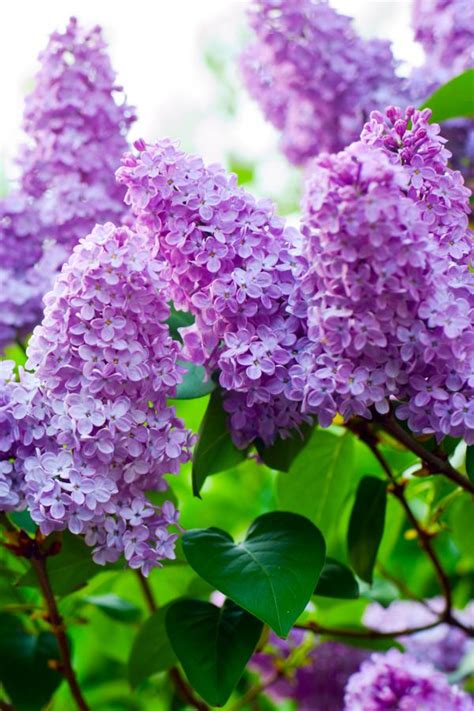 Spring Lilac Care How To Get Your Lilac Bushes To Bloom Bigger Than