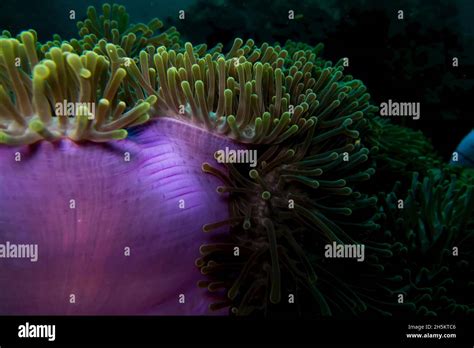 A Brightly Colored Sea Anemone Stock Photo Alamy