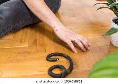 First Aid Training Snake Bite First Stock Photo Shutterstock