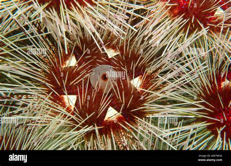 Sea Urchin Echinothrix Diadema Diademseeigel Galapagos Ecuador