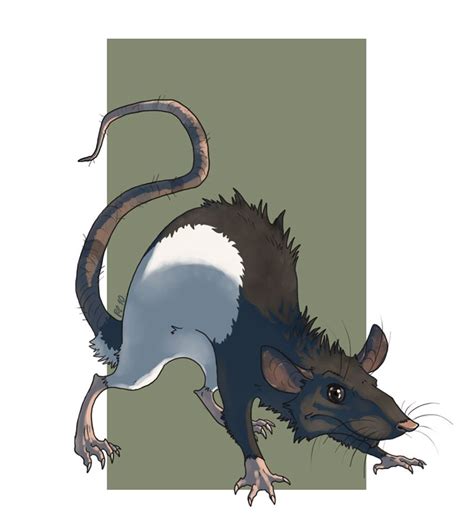 Fancy Rat D By Kerneinheit On Deviantart Animal Caricature Animal