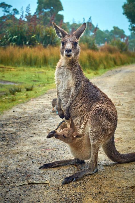 Känguru Und Baby Im Beutel Stockbild Bild Von Tasmanien 48339031