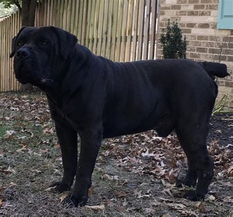 Choosing a cane corso breeder. BOERBOEL Black . | Massive dogs, Large dog breeds, South ...