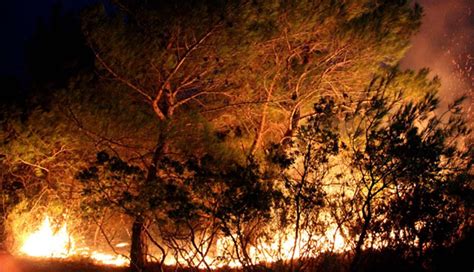 Gi̇ri̇ş 14.06.2011 17:42 güncelleme 14.06.2011 17:42. Kaz Dağları'nda yangın | NTV