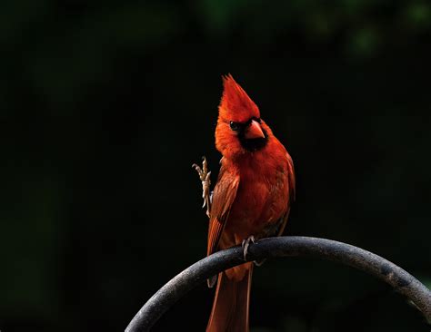 Red Bird Feathers Wallpaperhd Birds Wallpapers4k Wallpapersimages