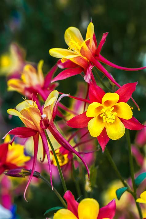 Use these flowers that attract hummingbirds to create an amazing hummingbird habitat in your typically, it takes a year or two after planting to start getting bright and beautiful flowers. 7 Perennials That Will Bloom Multiple Times This Summer ...