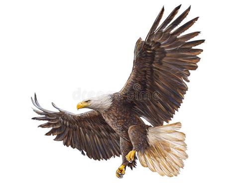 Bald Eagle Landing Vector Stock Illustration Bald Eagle Eagle