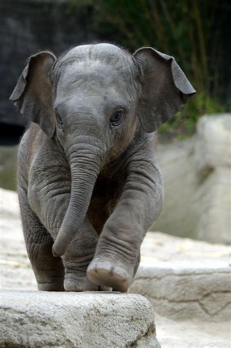 Sweet Baby Elephant ♥ Cute Baby Elephant Baby Animals Cute Baby Animals