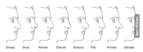 Nose shapes are just like any other body part: What's your nose type? Mine is Grecian. (With images ...