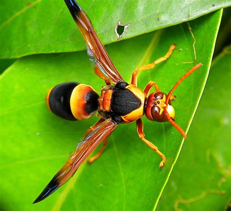 Real Monstrosities Australian Hornet