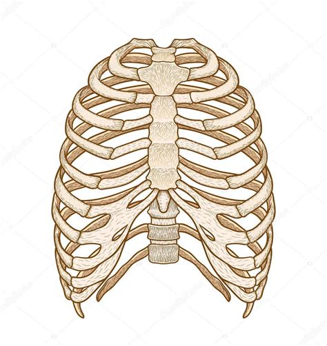 We cover the different bones that make up the rib cage and. Ilustrace hrudní koš. Styl čáry umění. Boho vektor — Stock ...