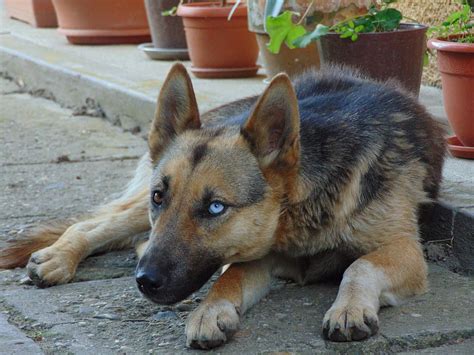 Dog German Shepherd Pet Animal Canine Cute Blue Eye Domestic