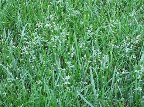 Fine Fescue Grass For Lawns Quiet Corner