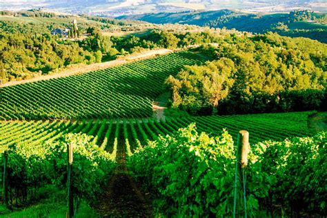 113 Ha Wine Estate Chianti Vineyards 162 Ha For Sale Tuscany