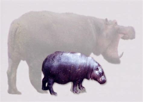 They look absolutely adorable and many years ago, i believed you could get a pygmy hippo as a best lmao i was naive. NOVA - Official Website | Jared Diamond on the Hobbit