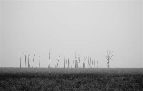 Free Images Tree Nature Horizon Black And White Fog Mist Field