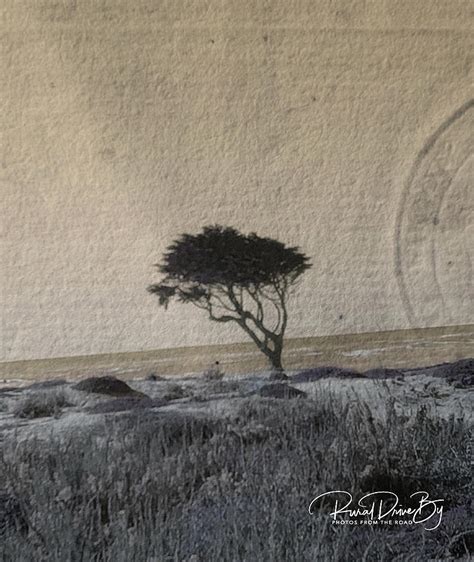vintage tree photograph by catherine shull fine art america