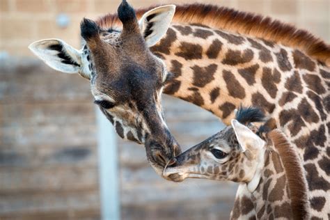Video April The Giraffes Baby Is Cute But Not As Cute As The Houston