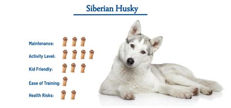 Siberian Husky Dog Breed Everything You Need To Know At A Glance
