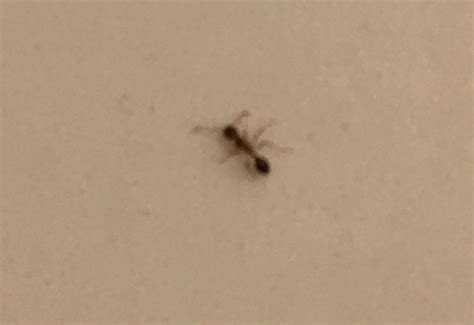 Possibly Argentine Ant In Texas Whats That Bug