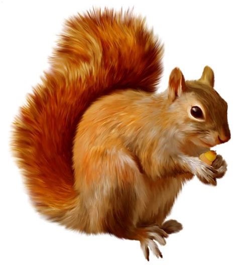 Squirrel Clip Art Free Printable