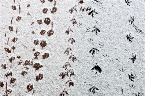 So erkennen sie tierspuren im schnee. Tierspuren Abbildungen / Tierspuren Lernmaterial Shop Bel ...