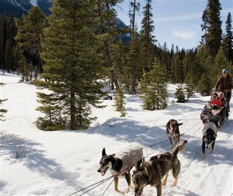 Dogsledding In Banff Canada Lake Louise Discover Banff Tours