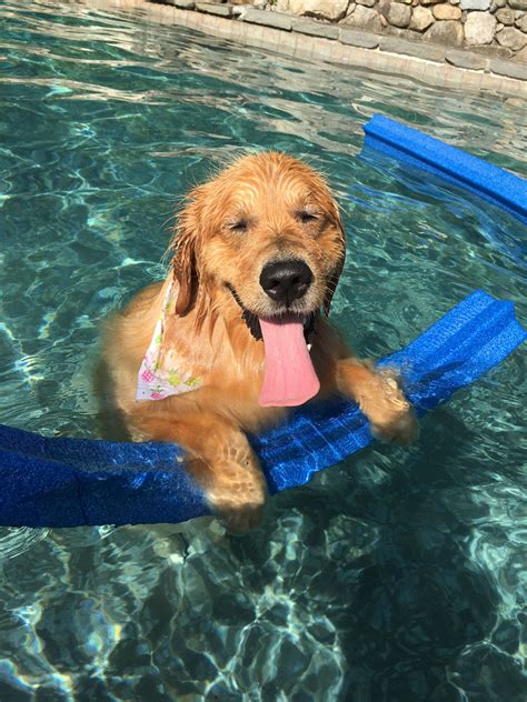 Golden Retriever Swimming Dogs Golden Retriever Golden Retrievers