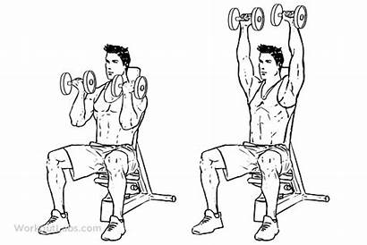 Arnold Press Dumbbell Seated Exercises Shoulder Muscle