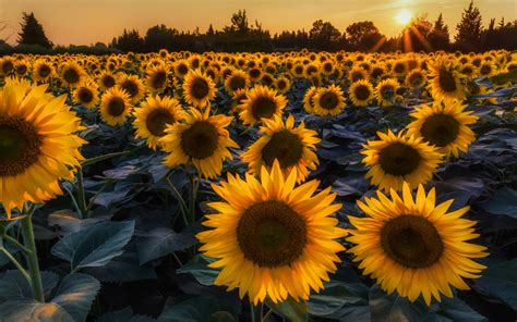Sunflower Field In Evening Wallpaper For Widescreen Desktop Pc