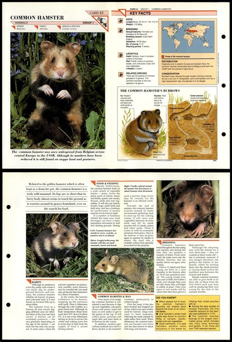 Common Hamster 41 Mammals Wildlife Fact File Fold Out Card
