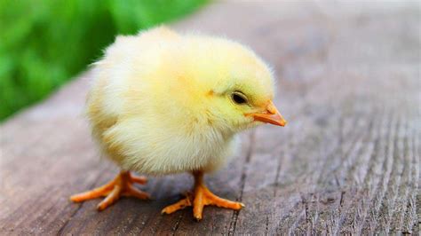What Are Baby Chickens Called Ultimate Guide