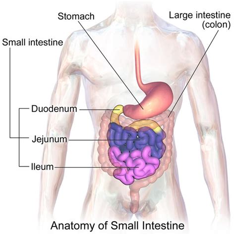 difference between small and large intestine definition components function intestines