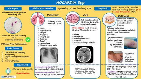 Nocardiosis Nocardia Spp Pathogen Filamentous Gram Positive