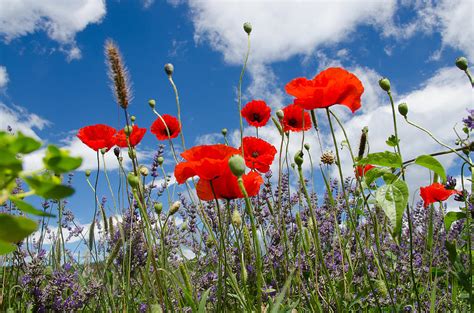 Poppies And Lavender Photograph By Dany Lison Fine Art America