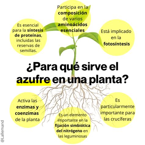 El Azufre Para Las Plantas Plantasmanía 🌱 🌱