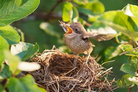 Nestlings And Fledglings All About Baby Birds Plantura