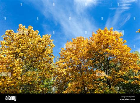 Yellowing Leaves On Maple Trees In The Fall Season Blue Sky In The