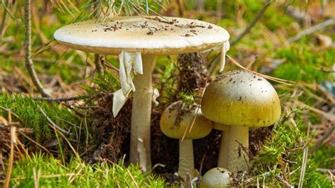 Scientists May Have Found An Antidote For Death Cap Mushrooms Vectorsjournal