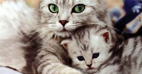 Beautiful Mother Cat Dishes Out Lessons In Parenting Every Mom Should